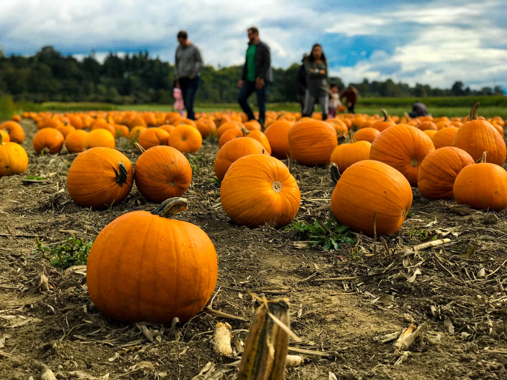 Your Ultimate Guide to Pumpkin Picking in Cambridgeshire